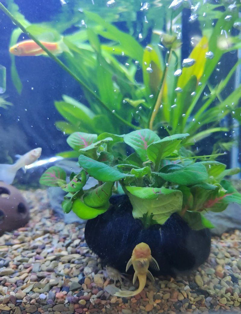 金魚身體發黃怎么治療