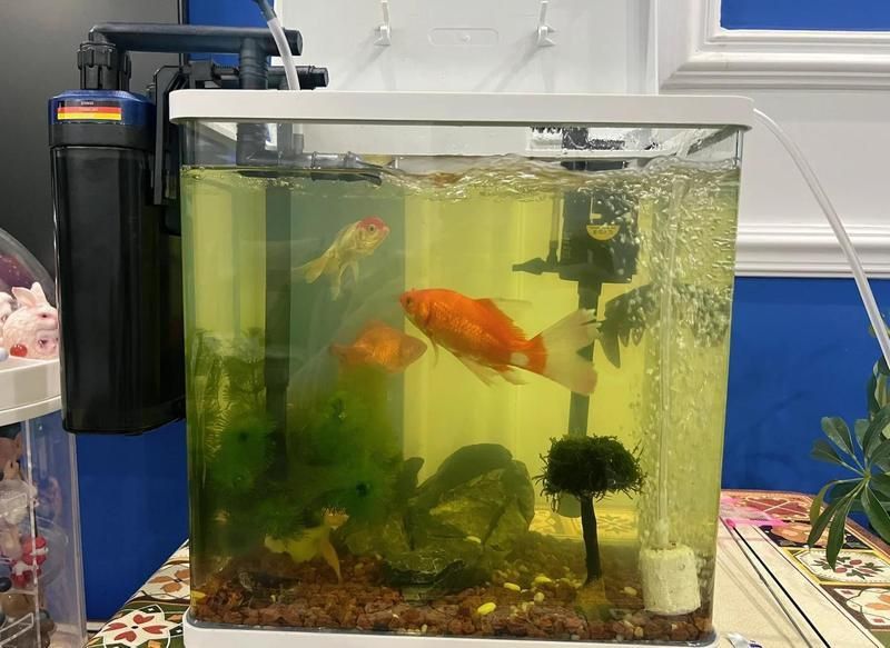 金魚身體發黃怎么治療