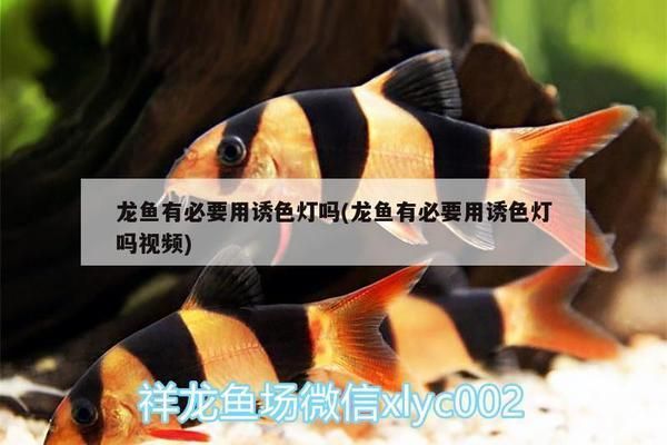 龍魚誘色燈擺放位置（龍魚誘色燈的擺放位置）
