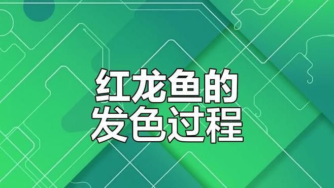 紅龍魚怎么分年齡