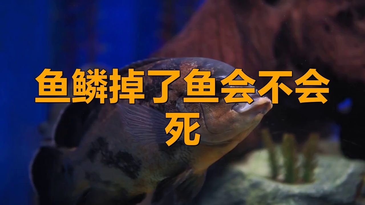 龍魚鱗爛了多久會死