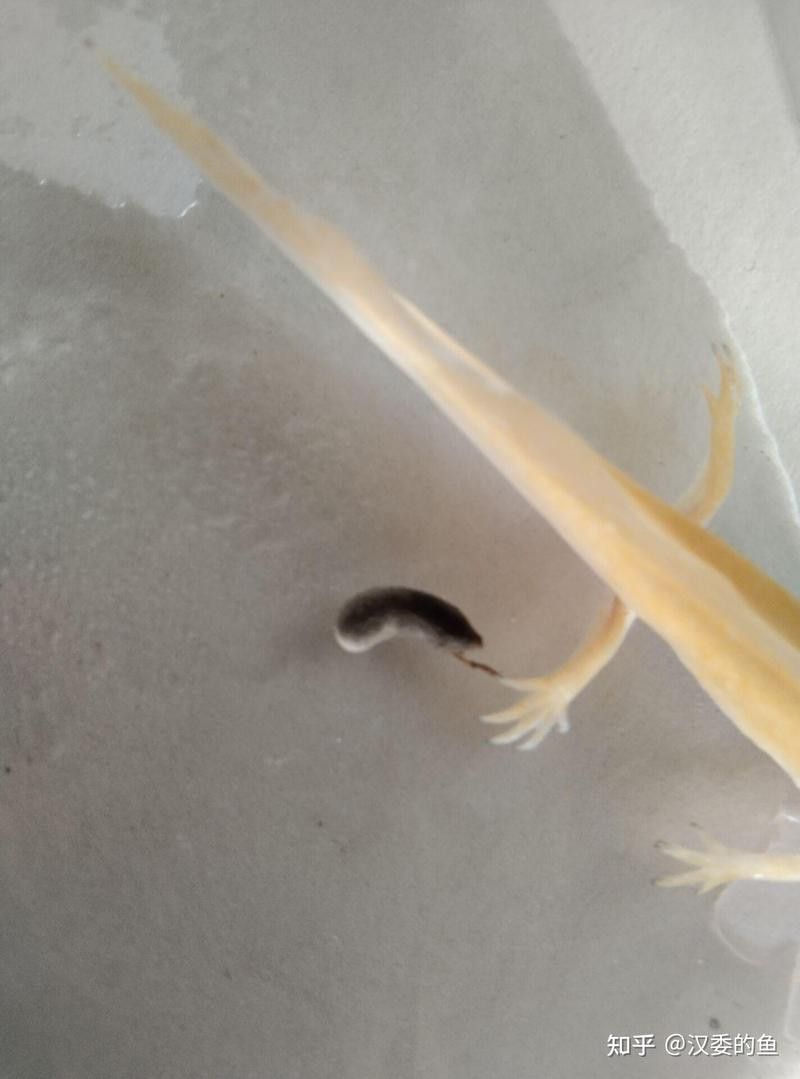 如何處理六角龍魚的殘餌？