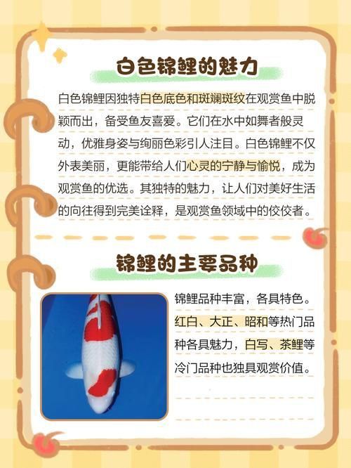 錦鯉白圖片大全大圖