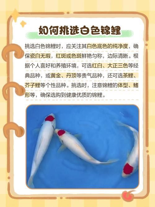 錦鯉白圖片大全大圖