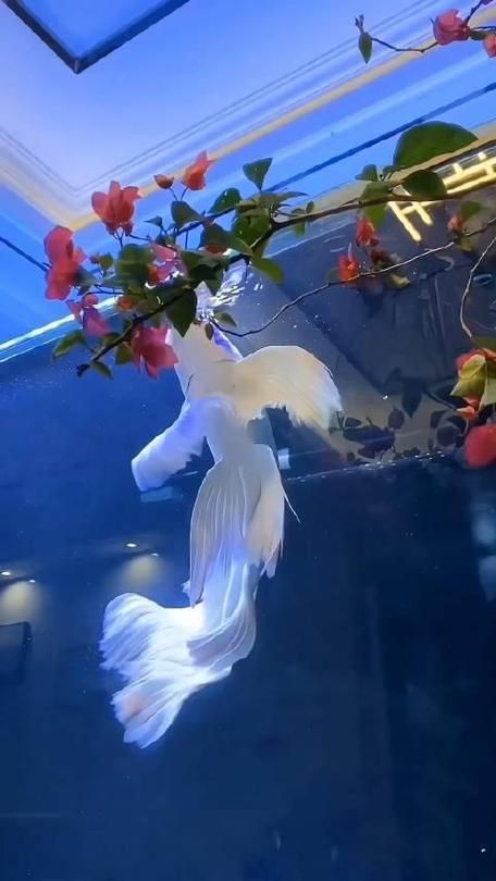 錦鯉白圖片大全大圖