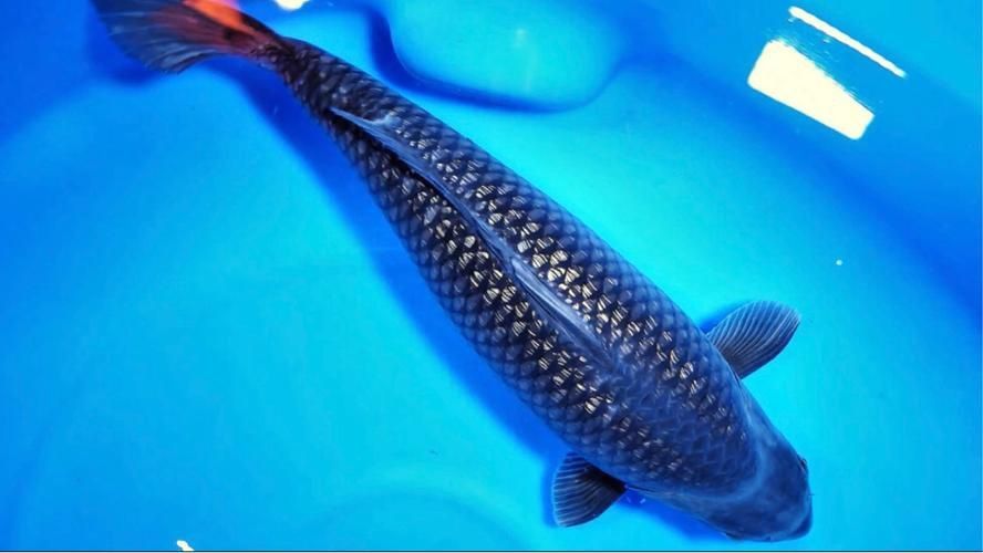 錦鯉白圖片大全大圖