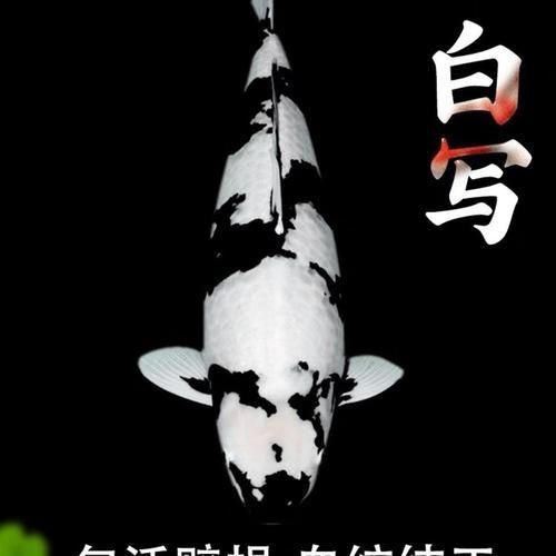 錦鯉白圖片大全大圖