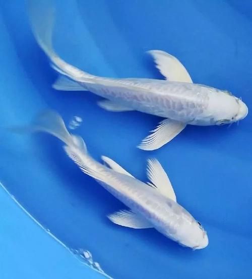 錦鯉白圖片大全大圖