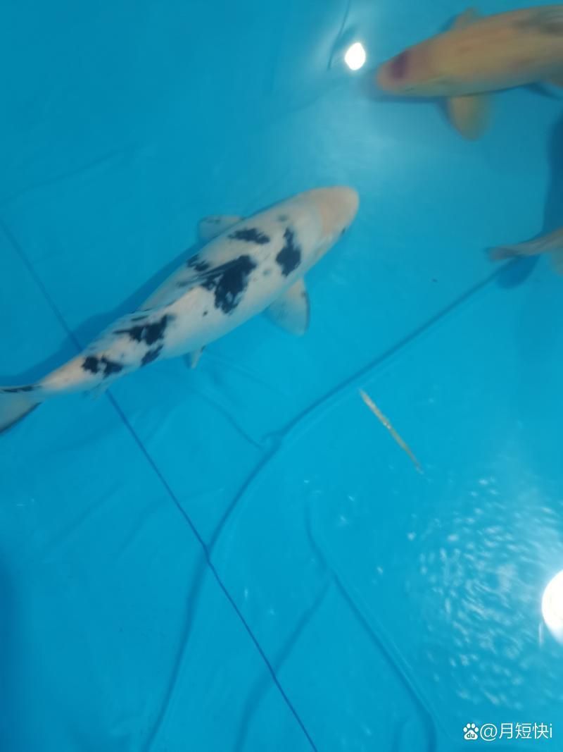 錦鯉白圖片大全大圖