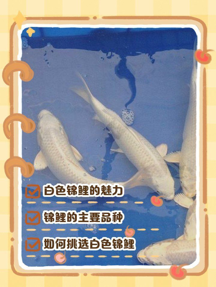 錦鯉白圖片大全大圖