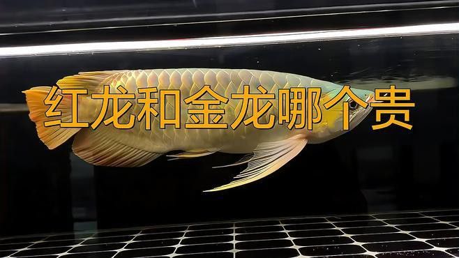 紅龍魚和金龍魚哪個更適合新手養殖？