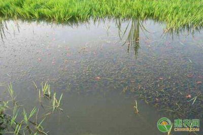 有沒有小龍魚的小說啊：凍魚可以喂養小龍蝦嗎？