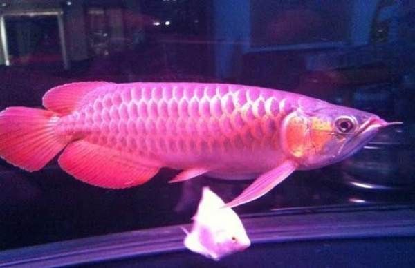 紅龍魚有不發色的嗎（紅龍魚為什么不發色）