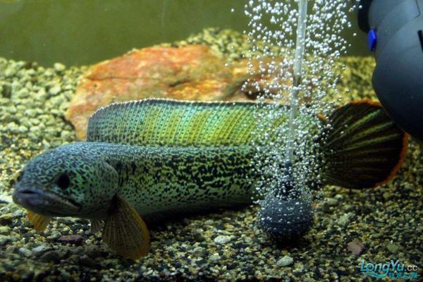 龍魚(yú)虎魚(yú)配魚(yú)（選擇龍魚(yú)和虎魚(yú)的配魚(yú)時(shí)需要考慮到配魚(yú)的性格、體型以及對(duì)水質(zhì)的要求）