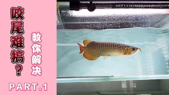 龍魚(yú)咬尾巴持續(xù)多久