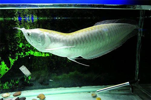銀龍魚買回來第二天就死了為什么（銀龍魚買回來第二天死亡可能涉及多個因素）