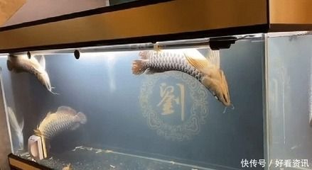 銀龍魚買回來第二天就死了為什么（銀龍魚買回來第二天死亡可能涉及多個因素）