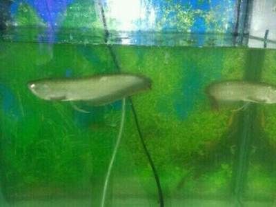 銀龍魚買回來第二天就死了為什么（銀龍魚買回來第二天死亡可能涉及多個因素）