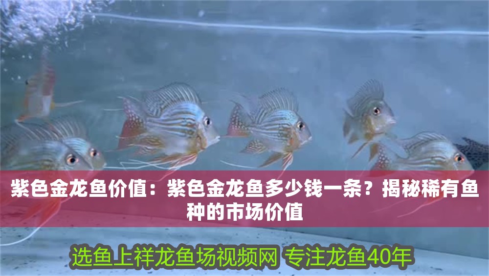 紫色金龍魚價值：紫色金龍魚多少錢一條？揭秘稀有魚種的市場價值