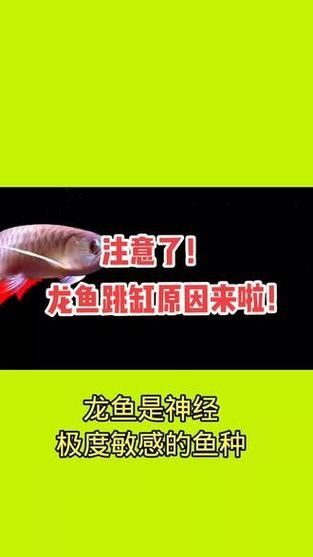 龍魚跳缸的原因有哪些圖片