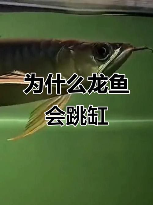 龍魚跳缸的原因有哪些圖片