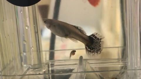 怎樣能看出黃龍魚生寶寶（如何判斷黃龍魚是否準(zhǔn)備好進(jìn)行繁殖）