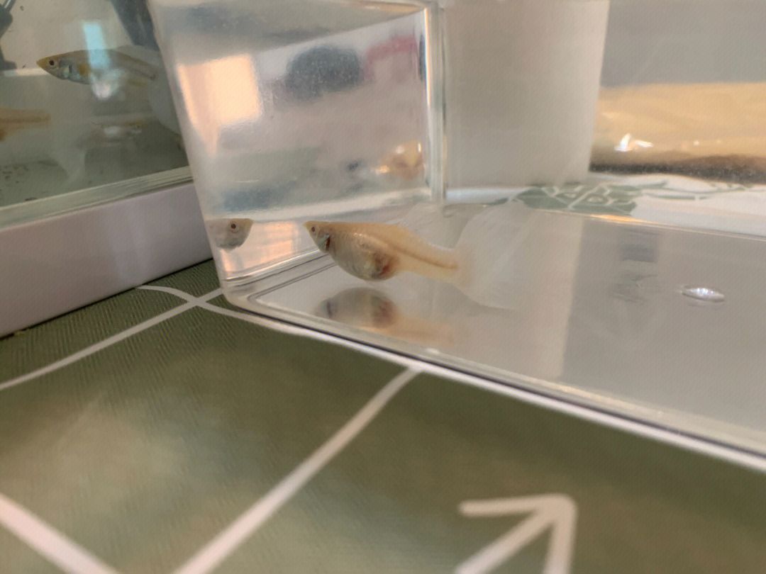 怎樣能看出黃龍魚生寶寶（如何判斷黃龍魚是否準(zhǔn)備好進(jìn)行繁殖）