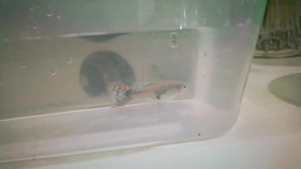 怎樣能看出黃龍魚生寶寶（如何判斷黃龍魚是否準(zhǔn)備好進(jìn)行繁殖）