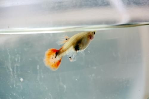 怎樣能看出黃龍魚生寶寶（如何判斷黃龍魚是否準(zhǔn)備好進(jìn)行繁殖）