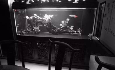 龍魚缸多大可以不拉筋：龍魚缸拉筋與不拉筋的區別 龍魚缸多大可以不拉筋：龍魚缸拉筋與不拉筋的區別 龍魚百科 第1張