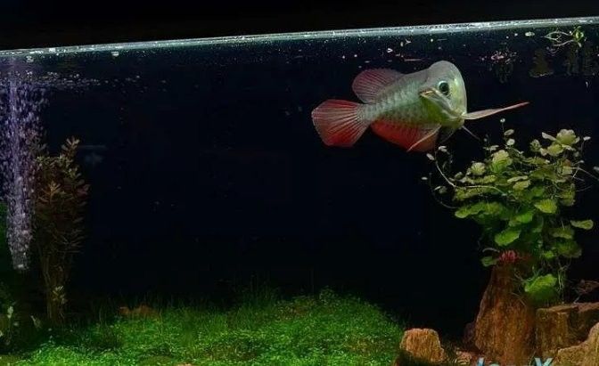 龍魚缸適合什么水草 龍魚缸適合什么水草 龍魚百科 第11張