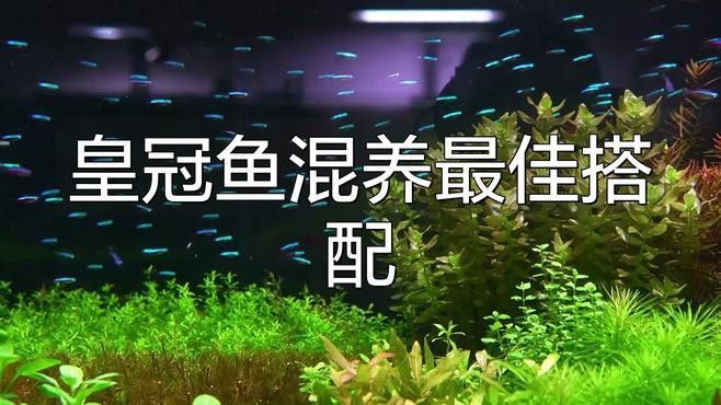 紅尾皇冠魚能和龍魚混養嗎圖片大全