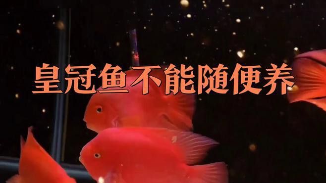 紅尾皇冠魚能和龍魚混養嗎圖片大全