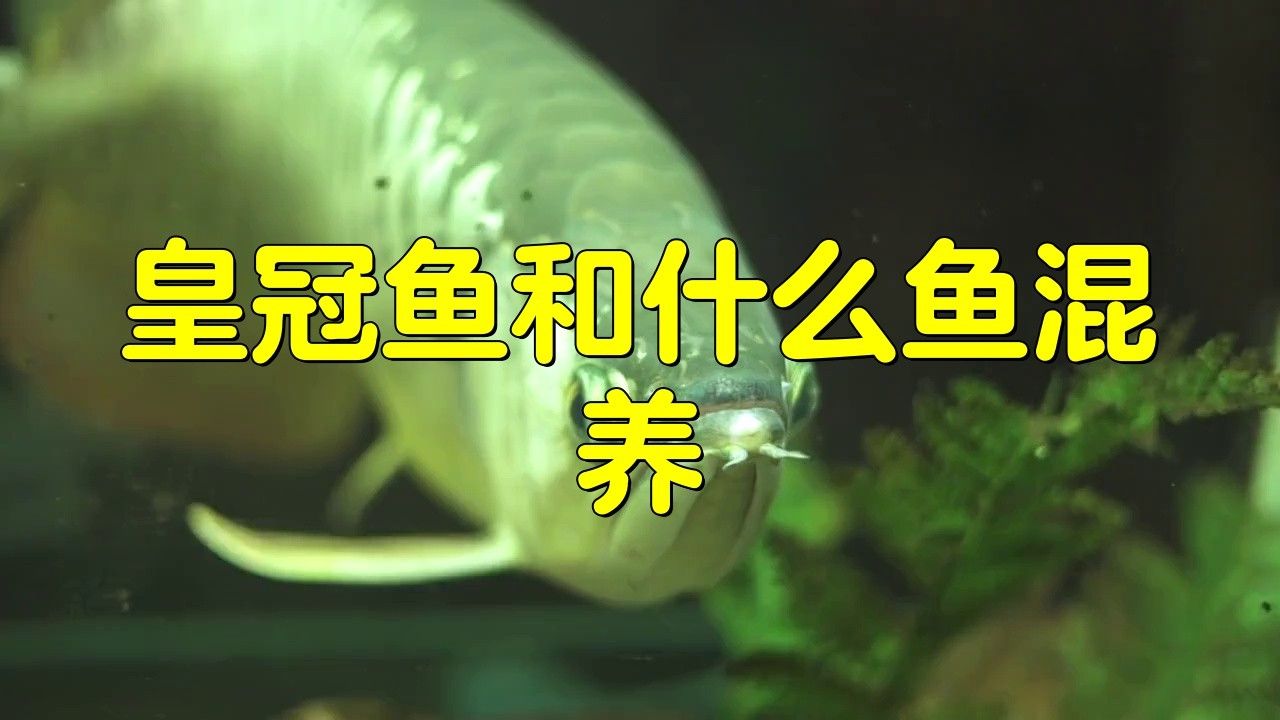 紅尾皇冠魚能和龍魚混養嗎圖片大全