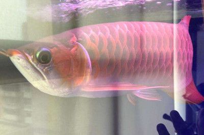 紅龍魚銀龍魚混養視頻【紅龍魚和銀龍魚混養成功案例分享】