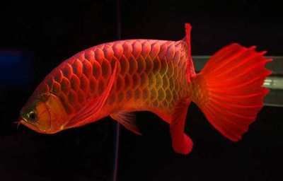 養紅龍魚好嗎（養紅龍魚有什么優點？）