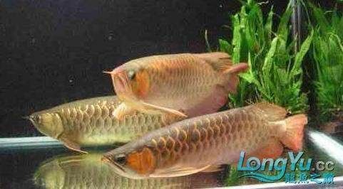金龍魚甩頭張嘴怎么辦\"金龍魚甩頭張嘴怎么辦：\"金龍魚甩頭張嘴怎么辦\"