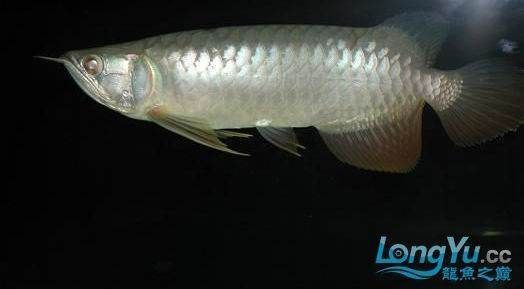 金龍魚甩頭張嘴怎么辦\"金龍魚甩頭張嘴怎么辦：\"金龍魚甩頭張嘴怎么辦\"
