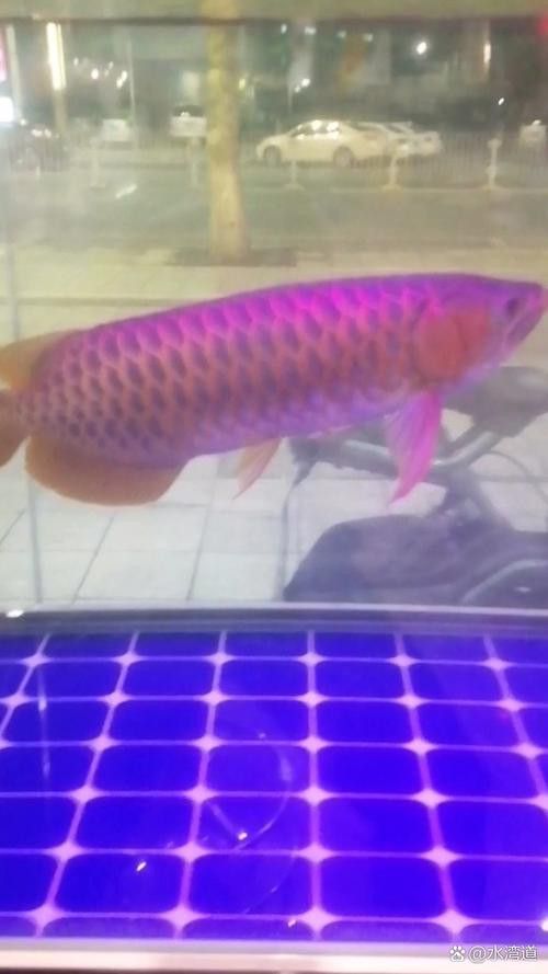 金龍魚用什么顏色燈光好
