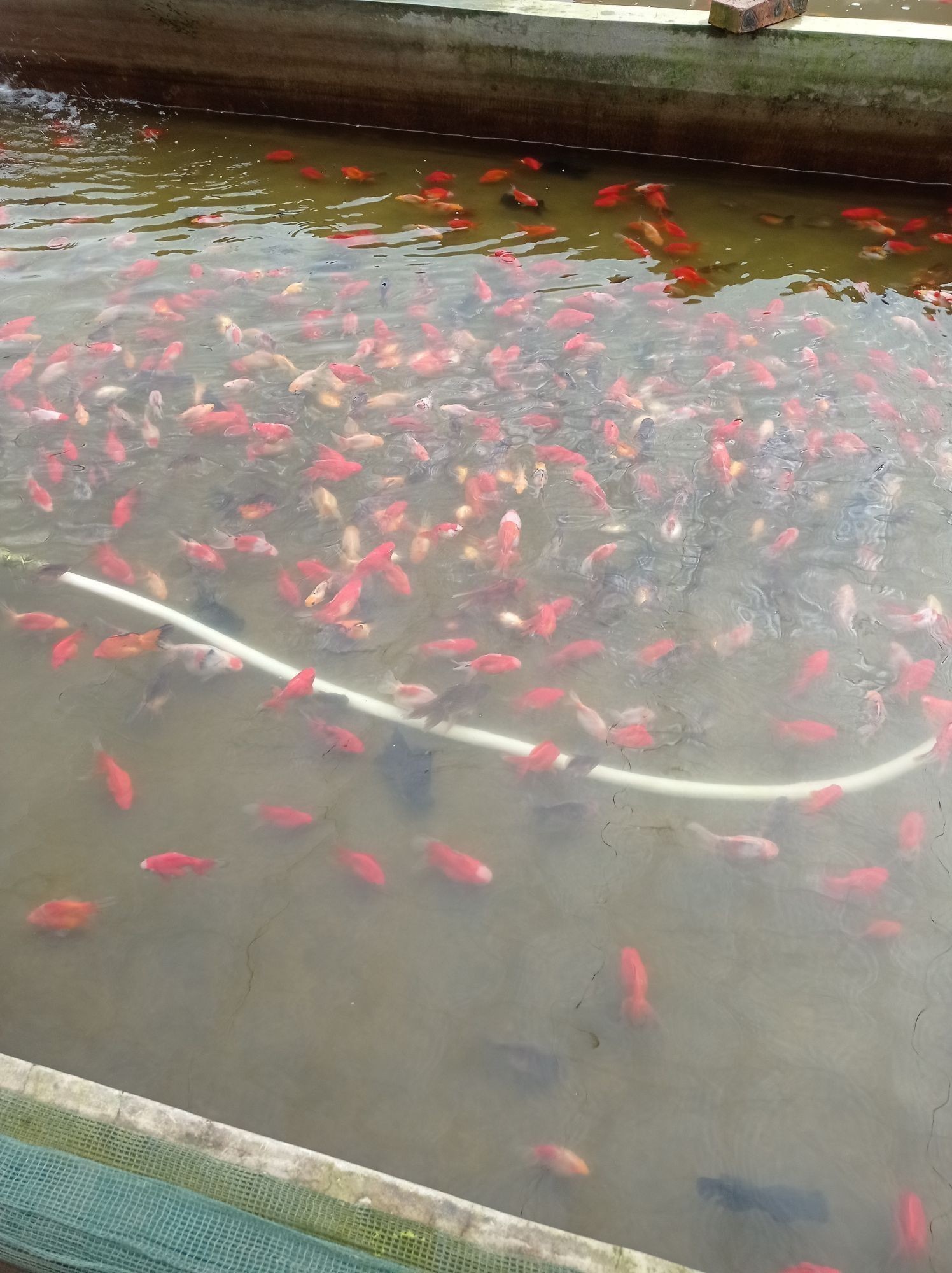 天津龍魚批發(fā)祥龍魚場地址在哪里