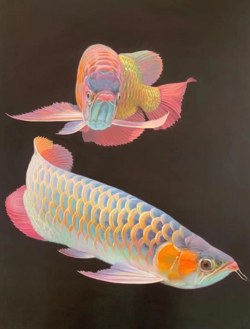 金龍魚圖片大全大圖壁紙高清