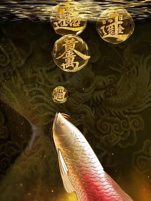 金龍魚圖片大全大圖壁紙高清