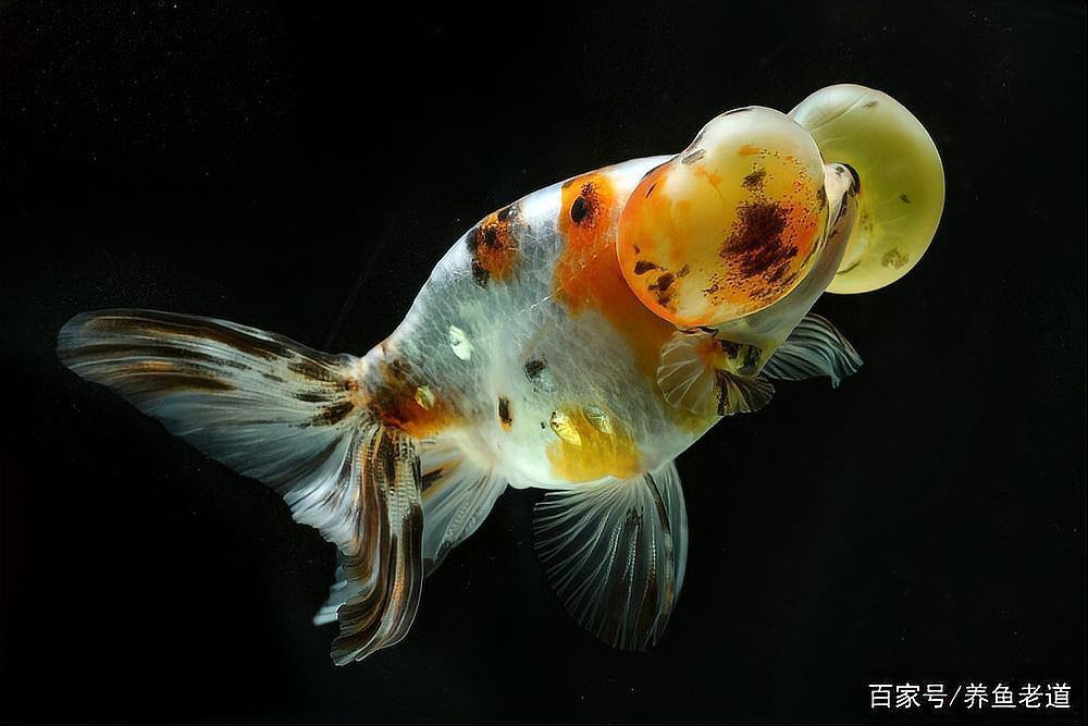 哪些因素會影響魚的自愈能力？