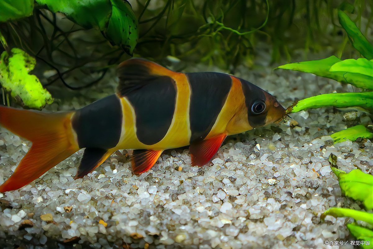 哪些因素會影響魚的自愈能力？