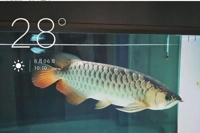 龍魚跳缸死亡預示著什么意思：龍魚跳缸死亡預示著什么意思龍魚跳缸死亡的預示意義
