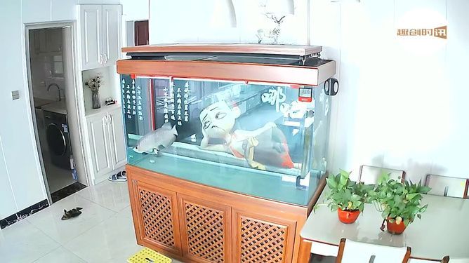 龍魚跳缸死亡預示著什么意思：龍魚跳缸死亡預示著什么意思龍魚跳缸死亡的預示意義
