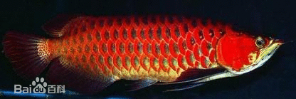 小龍魚長多大才開始進食呢：小龍魚在孵化后的一周后開始進食