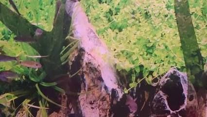 小龍魚長多大才開始進食呢：小龍魚在孵化后的一周后開始進食