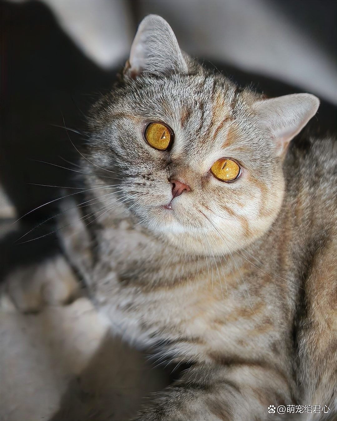 龍貓與哪些動物可以和平共處？