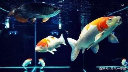 錦鯉和龍魚可以一起混養嗎？：錦鯉和龍魚可以一起混養嗎錦鯉和龍魚可以一起混養嗎